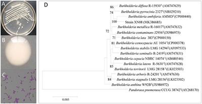 <mark class="highlighted">Burkholderia ambifaria</mark> XN08: A plant growth-promoting endophytic bacterium with biocontrol potential against sharp eyespot in wheat